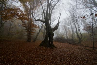 Прикрепленное изображение: A58DSC01615-1.jpg